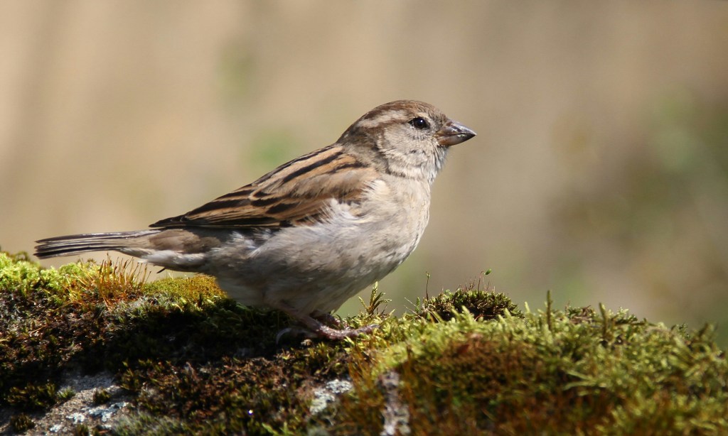 A Sparrow with a Broken Wing